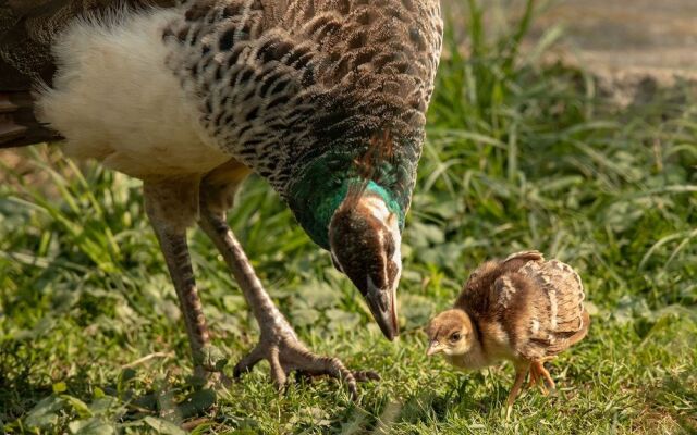Steigmatt Bauernhof - Erlebnis