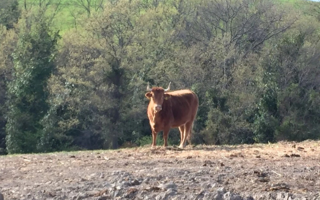 Agriturismo San Leone