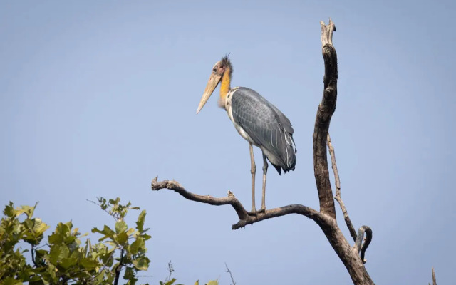 The Untamed Bandhavgarh by TUTC