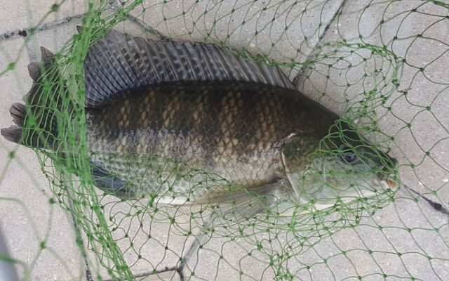 Seatuit Condominiums