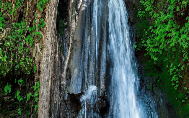 African wagtail hostel