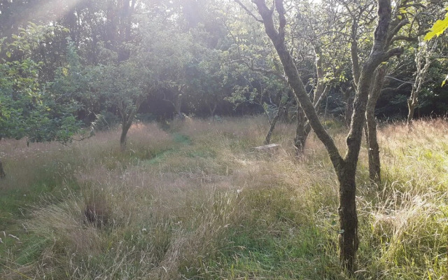 Forest How