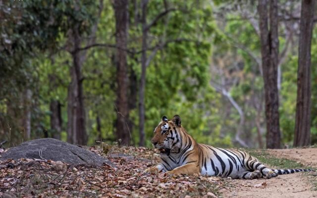 Taal Tiger Retreat