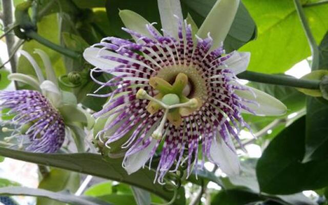 Mangala Flora