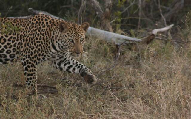 Naledi Game Lodges