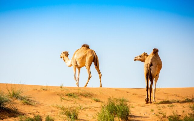 Bedouin Oasis Camp