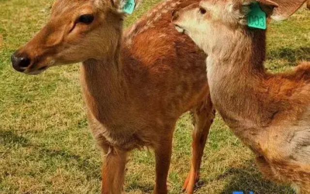 Mountain Lullaby Inn