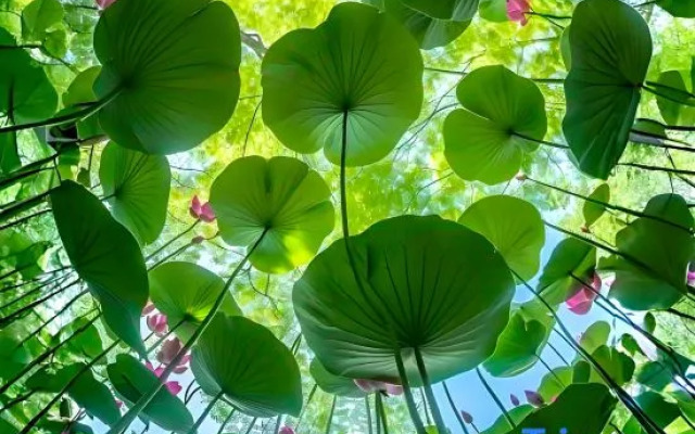 Wild House Villa Sunset Lake View Coffee Designer Hotel