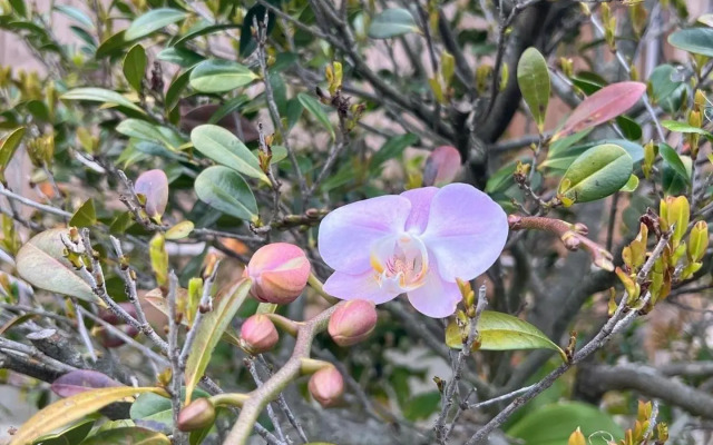 Yagaji Ansanburu - Vacation STAY 43816v