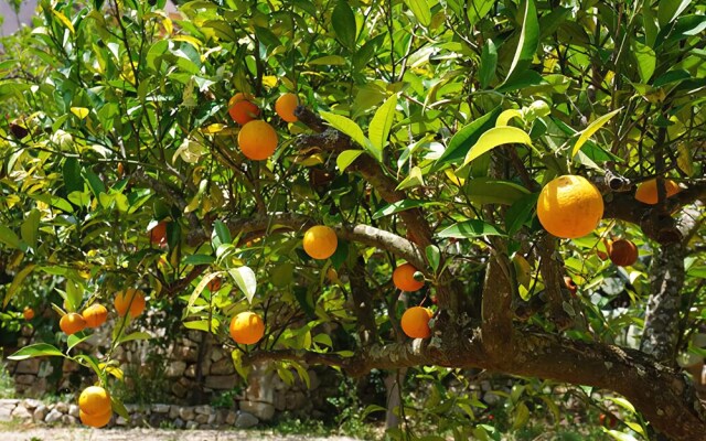Masseria Le Macine