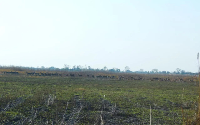Suklaphanta Jungle Cottage