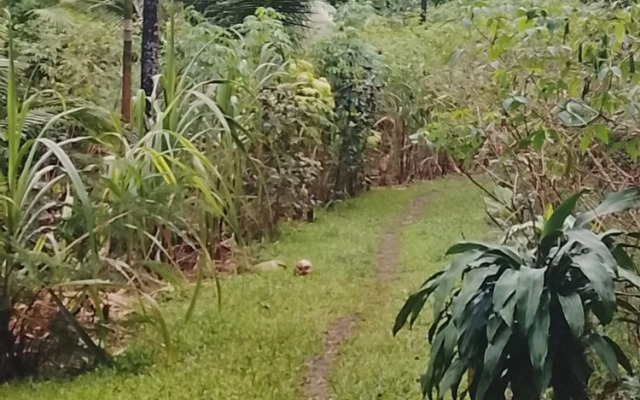 Jungle Oasis
