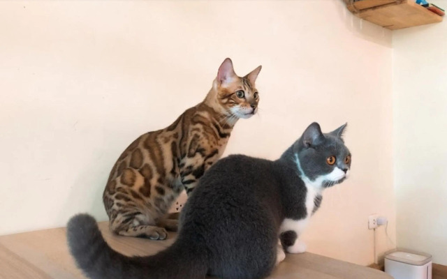 Cat Story Hotel