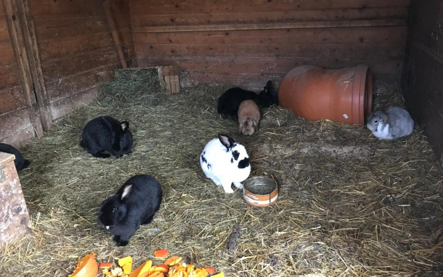 Pony-Ziegen-Hasen-Ranch Bichlbach