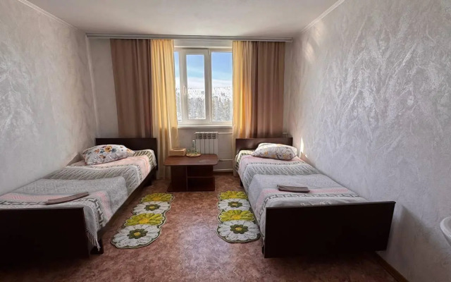 Кедр Золотой