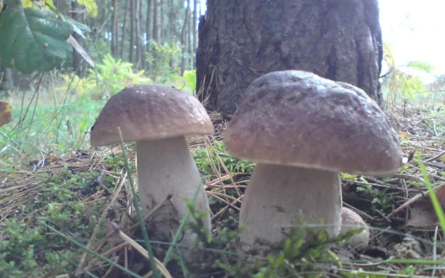 Agroturystyka Zatom Stary