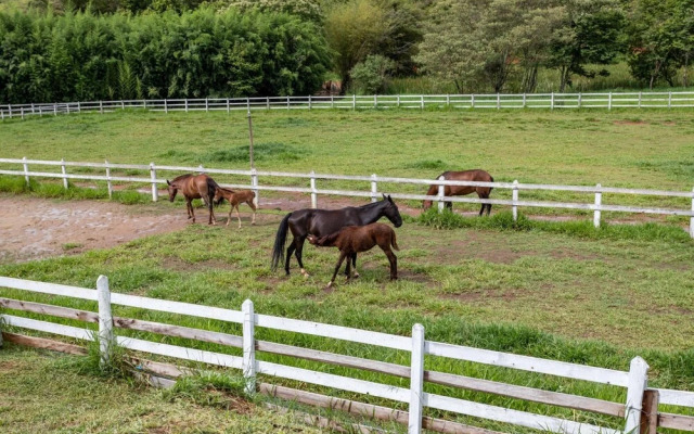 Farm in Pouso Alto MG Tranquility and Comfort