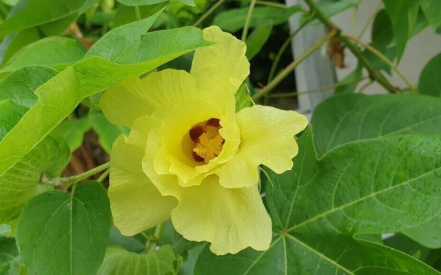 Moana Breeze Eco Lodge