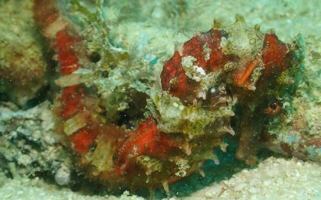 Seahorse Lipe Hostel