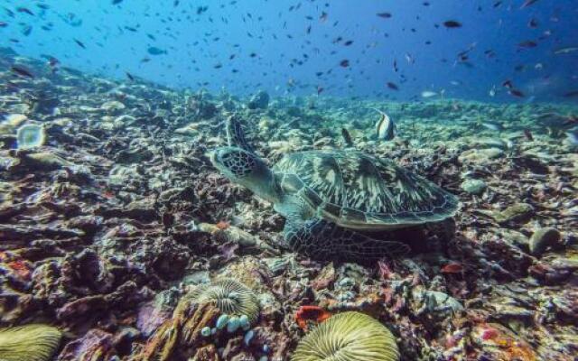 Dpm Gili T Diving Hostel & Bar