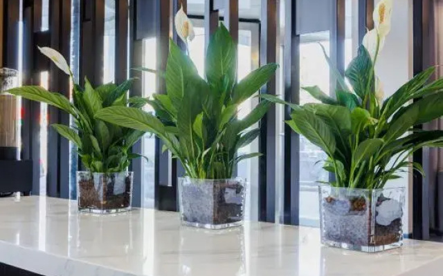 Grace Inn Luozhuang Branch