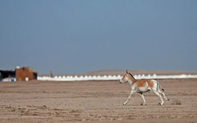 Rann Riders