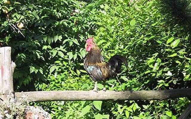 La Gallina Felice