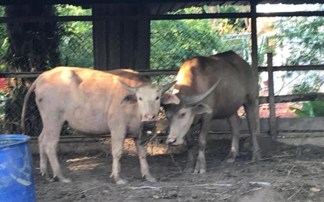 Phang nga farmstay