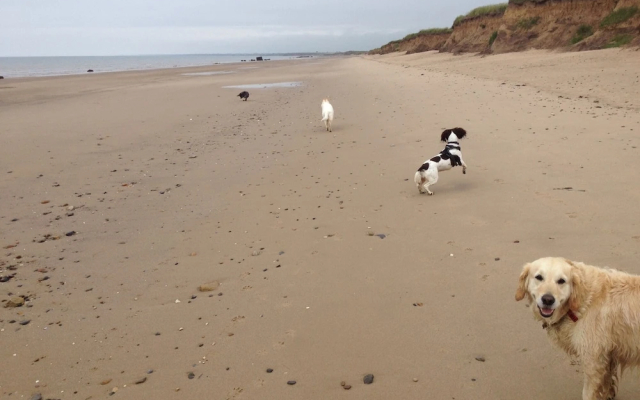 Cozy Dog Friendly Cottage Near Bridlington