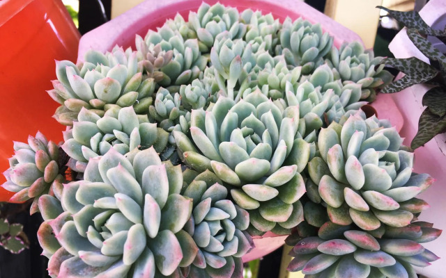 Selena Dalat Homestay