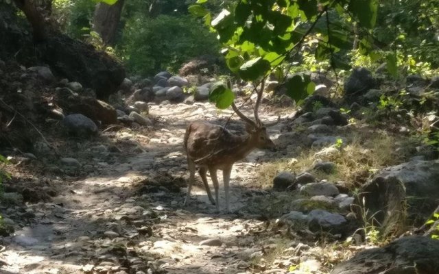 Corbett Mist Resort