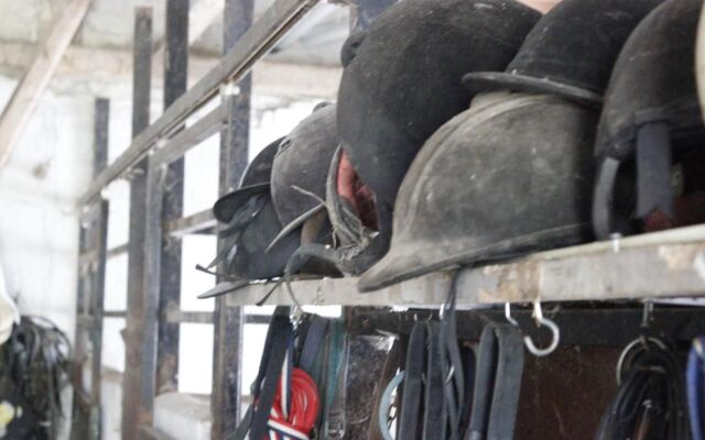 Stutteri Skandi Hest