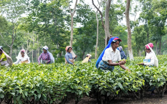 The Baradighi Bungalow - A Heritage Tea Resort