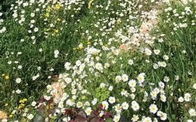 Oread Garden