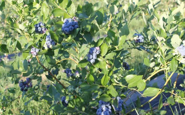 Quinta dos Carvalhais