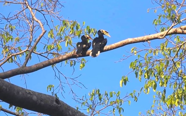 Pakchong hostel & wildlife tour