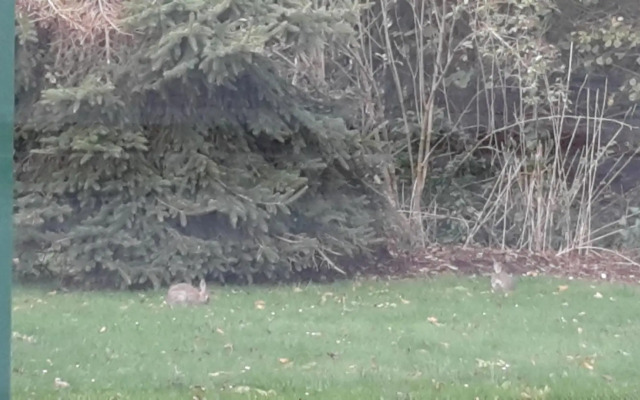 Wellness Ferienwohnung Waldblick