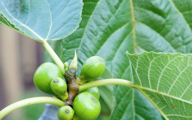 Fabulous luxury villa with spacious garden in Nieuwpoort.