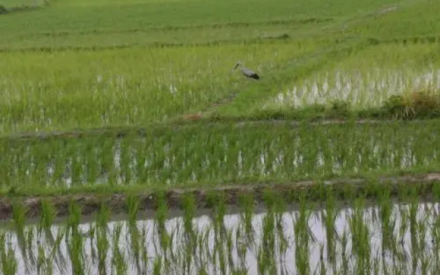 Sundarban Welcome Homestay