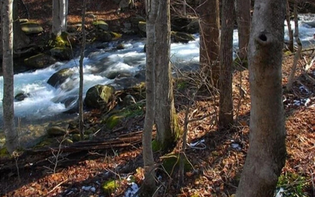 A Love Shack 1 Bedroom Cabin by RedAwning