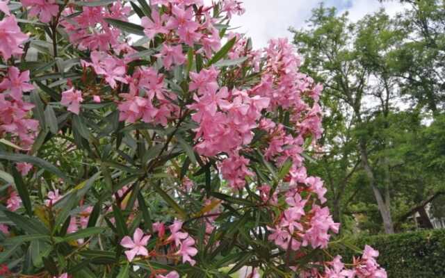 La Maison des Rosiers