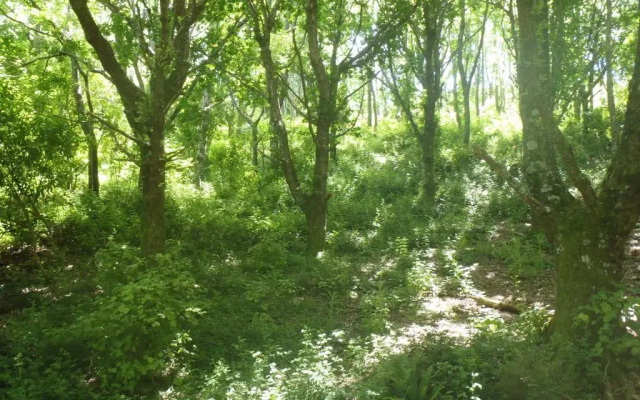 Blackberry Hill Farm