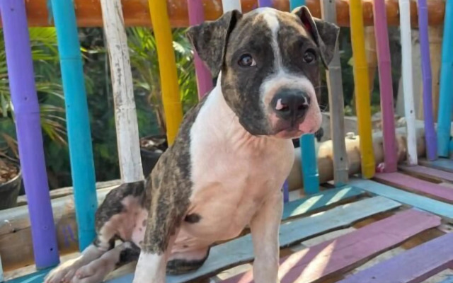 Tamarindo Beach Hostel