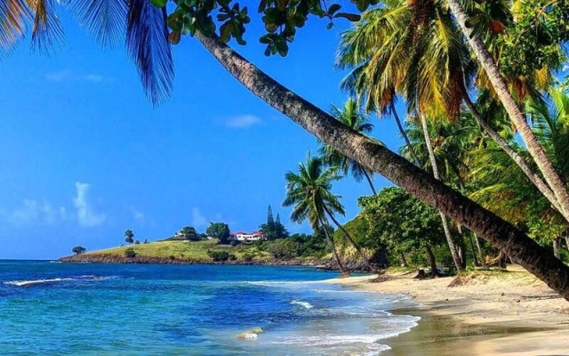 Sunny Palm Villas