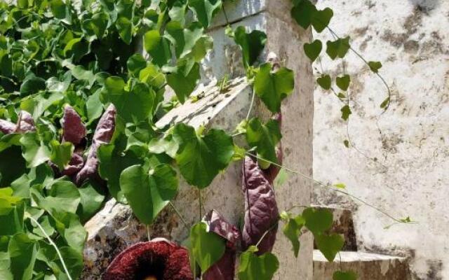 Antica Dimora Guesthouse, casa storica, Ortelle