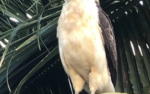 Sweet Spot Stay - Tikis and Treetops