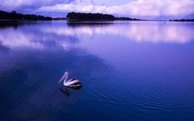 The Seabird