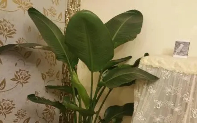 guesthouse (Shuang Liu airport)