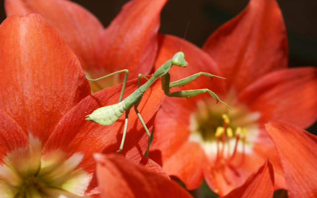 Rancho Ecológico Sol de Mayo