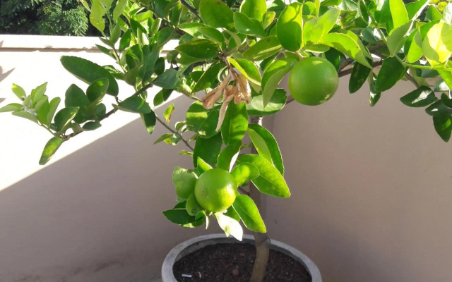 Residence Rota do Sol